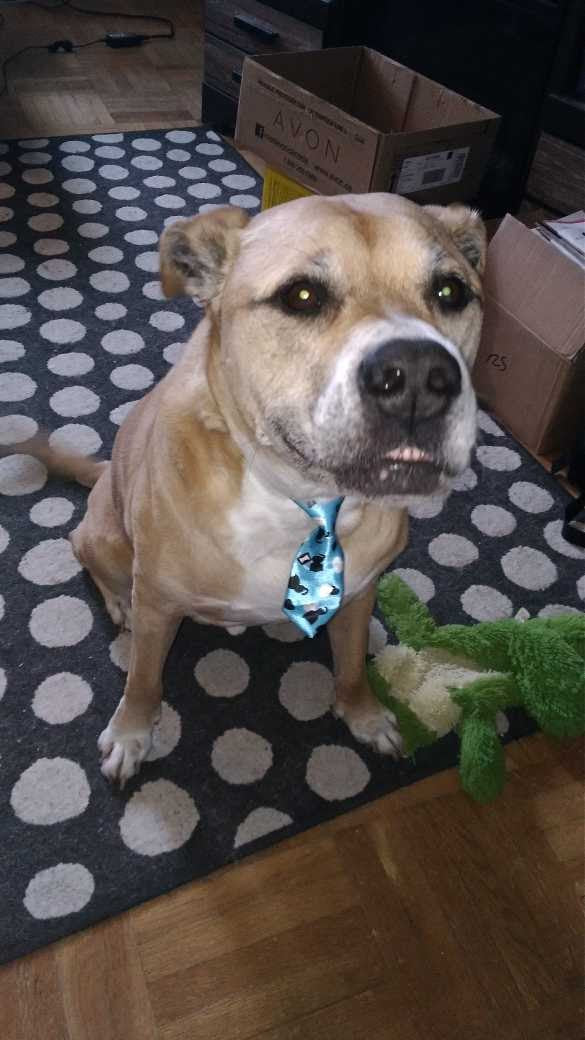 Halloween Costumes for your Pets on Etsy