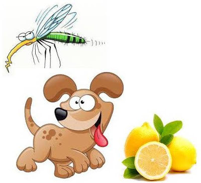 Recipes to make your own all natural, non-toxic, herbal flea, tick, mosquito Repellents