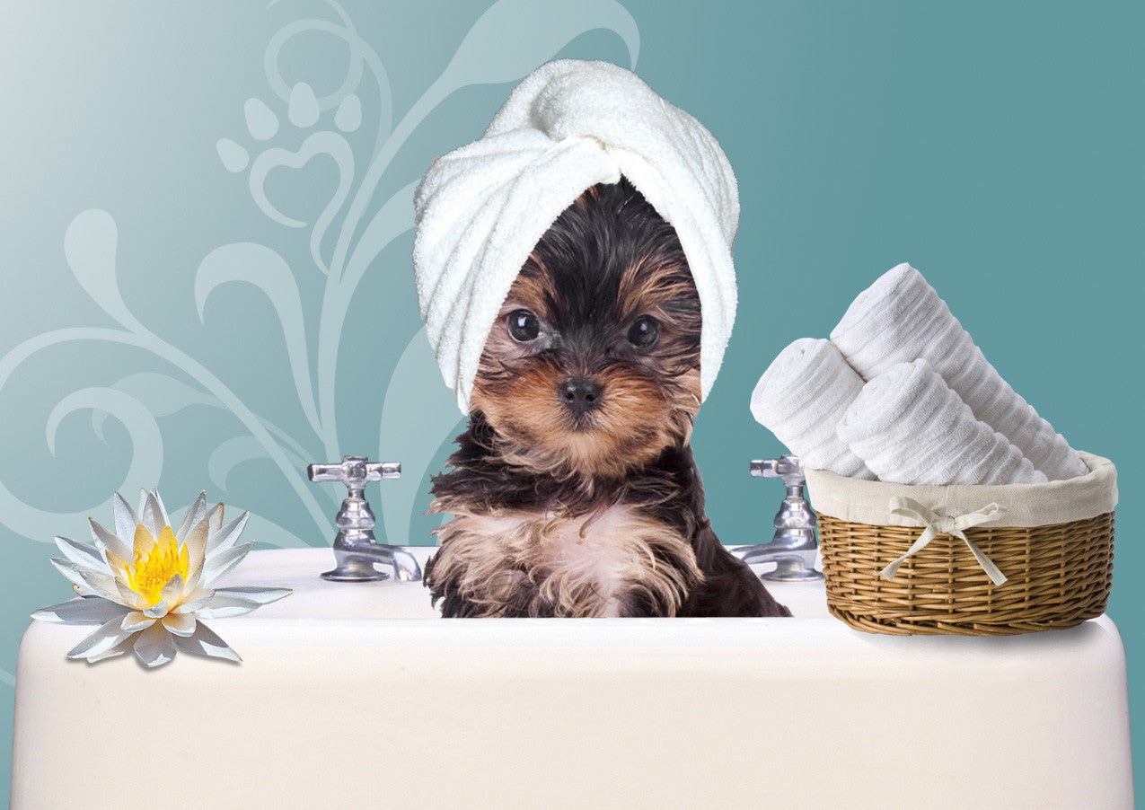 Mobile Pet S'Paw dog grooming listing photo