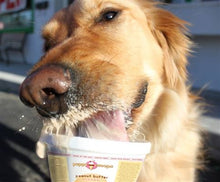 Doggy Ice Cream